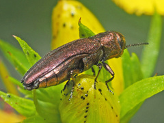 Agrilus hyperici