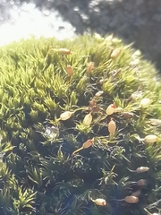 Racomitrium microcarpon