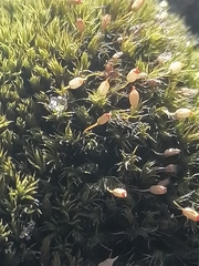 Racomitrium microcarpon