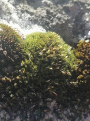 Racomitrium microcarpon