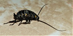 Cartoblatta pulchra
