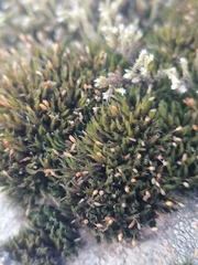 Racomitrium microcarpon