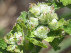 Aceria labiatiflorae