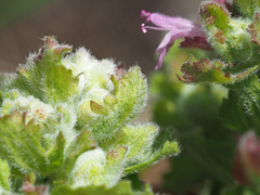 Aceria labiatiflorae