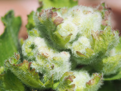 Aceria labiatiflorae