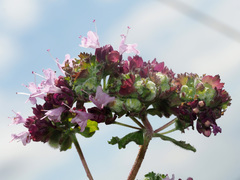 Aceria labiatiflorae