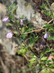 Teucrium botrys