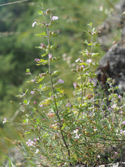 Teucrium botrys