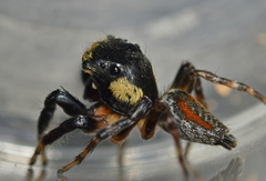 Kalcerrytus