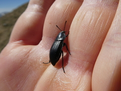 Ablattaria laevigata