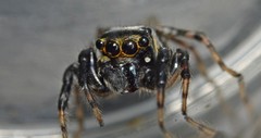 Kalcerrytus