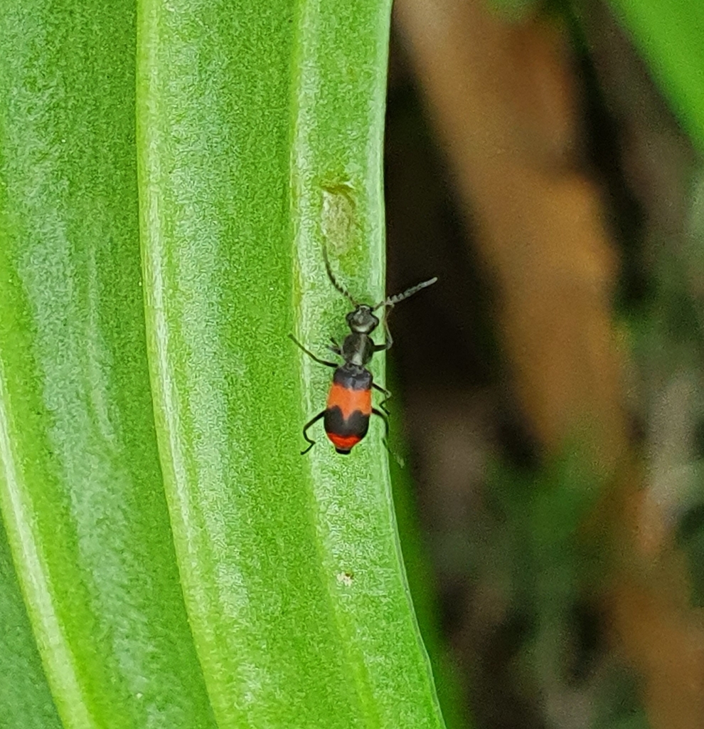 Acromalachius bicinctus