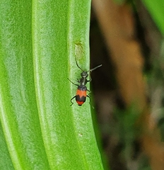 Acromalachius bicinctus