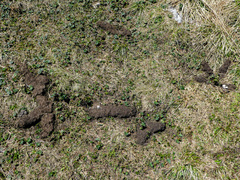 Talpa europaea