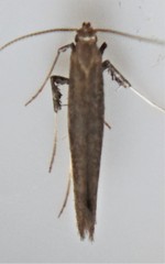 Caloptilia hypericella
