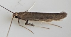 Caloptilia hypericella