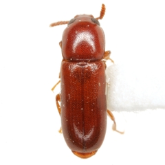 Corticeus glaber
