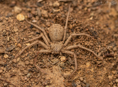 Sicarius thomisoides