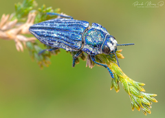 Ectinogonia speciosa