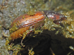 Bodilopsis rufa