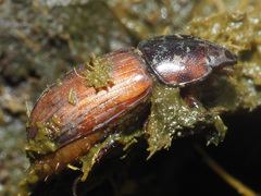 Bodilopsis rufa