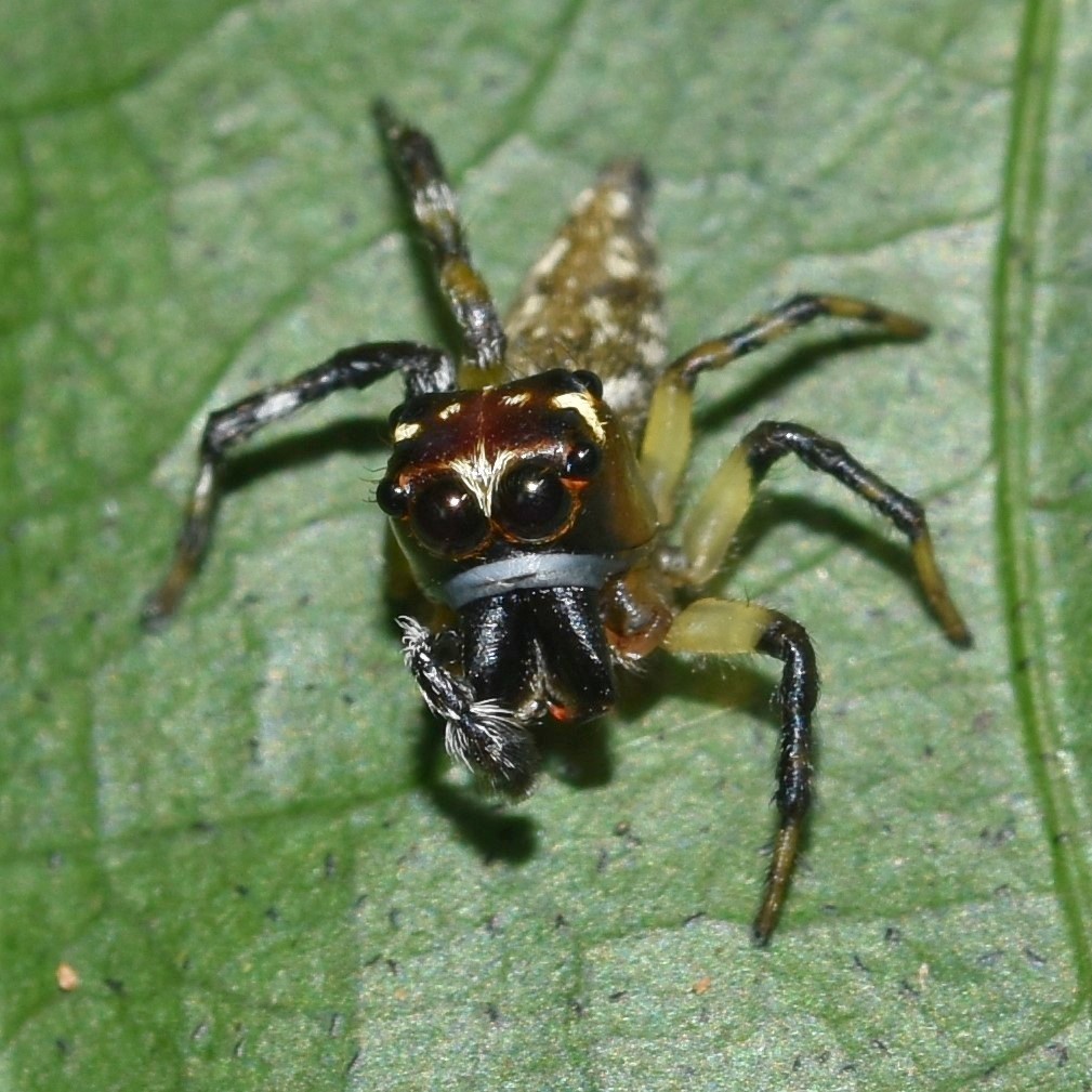 Matinta