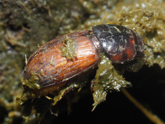 Bodilopsis rufa