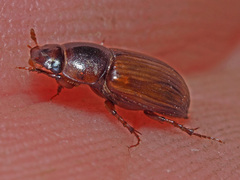 Bodilopsis rufa