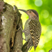 Chilean Flicker - Photo (c) Eduardo Muñoz Orellana, some rights reserved (CC BY-NC), uploaded by Eduardo Muñoz Orellana
