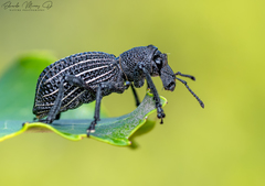 Aegorhinus albolineatus