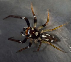 Noegus