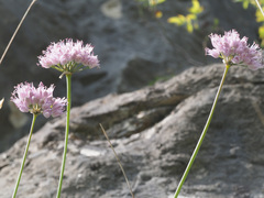 Allium senescens