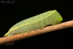 Cercophana venusta