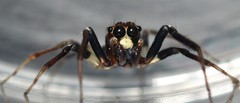 Noegus