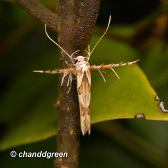 Stathmopoda stimulata