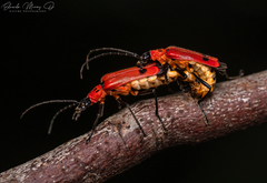 Chauliognathus militaris