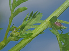 Rhopalomyia tanaceticola