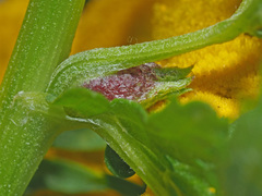 Rhopalomyia tanaceticola