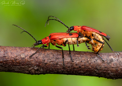 Chauliognathus militaris