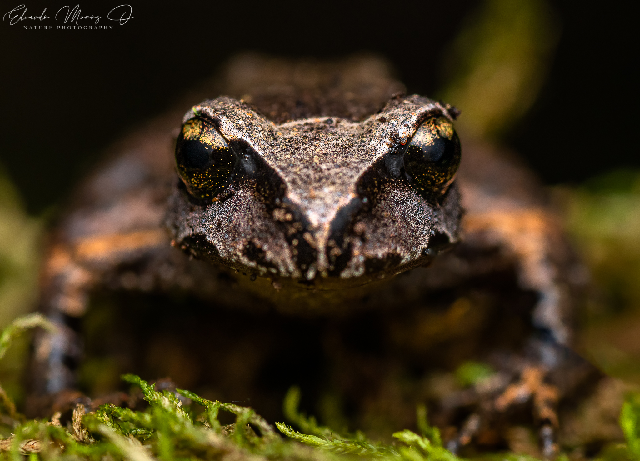 Alsodes cantillanensis Charrier, Correa-Quezada, Castro & Méndez-Torres, 2015