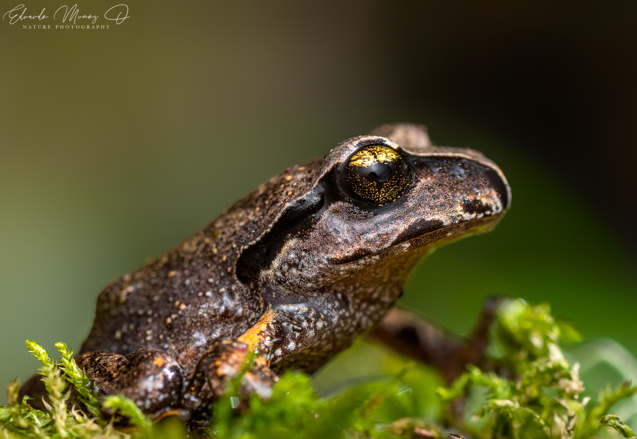 Alsodes cantillanensis Charrier, Correa-Quezada, Castro & Méndez-Torres, 2015