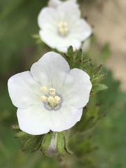 Phacelia viscida albiflora