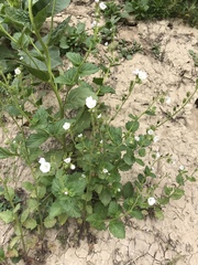 Phacelia viscida albiflora