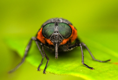 Osca lata