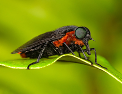 Osca lata