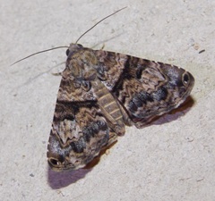 Coenipeta bibitrix