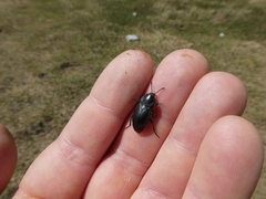 Ablattaria laevigata