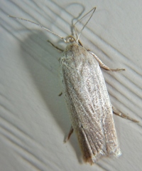 Gonioterma mistrella