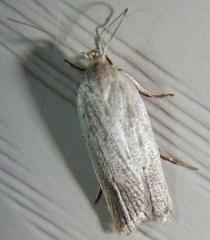 Gonioterma mistrella