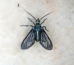 Saurita tipulina
